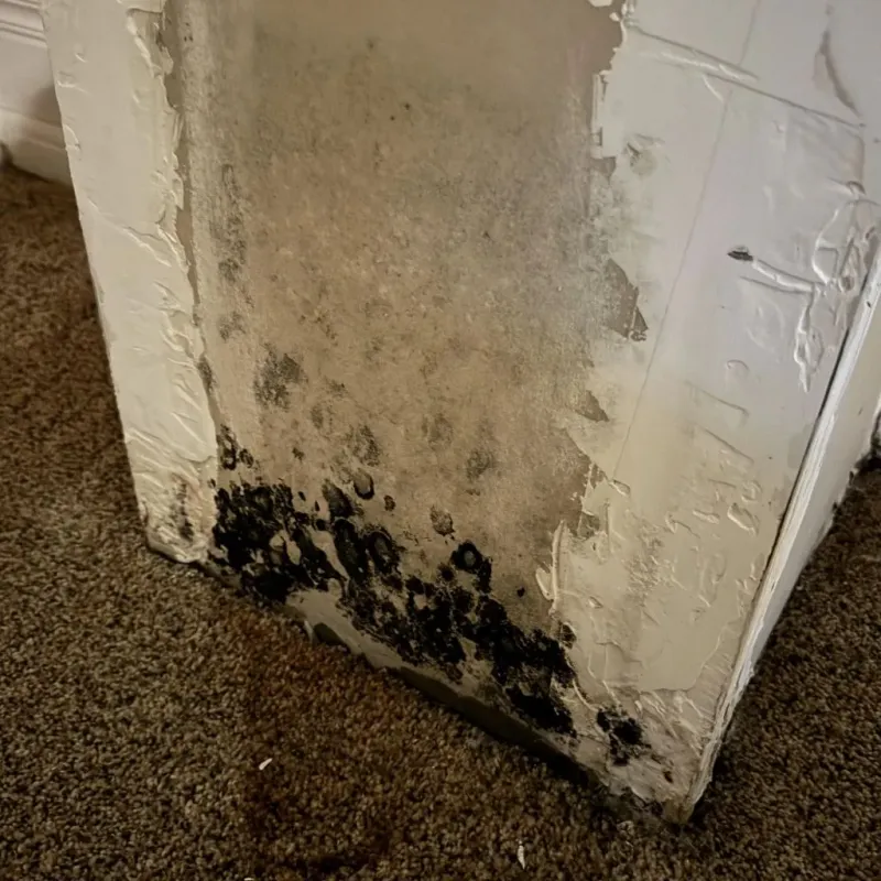 Professional Mold Removal in Fredonia, KS